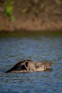 Lowland tapir