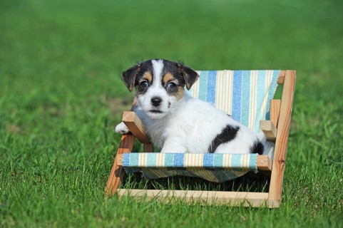 Parson Russell Terrier