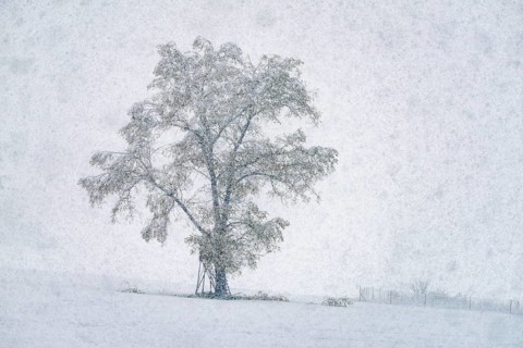 Oak