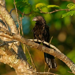 Smooth-billed anis