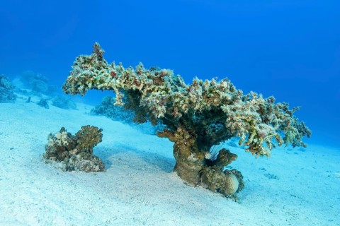 Single Table Coral