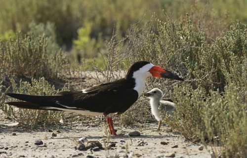 Black Skimmer