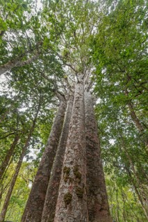 Four Kauri trees