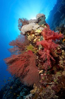 Reef legde on coral reef