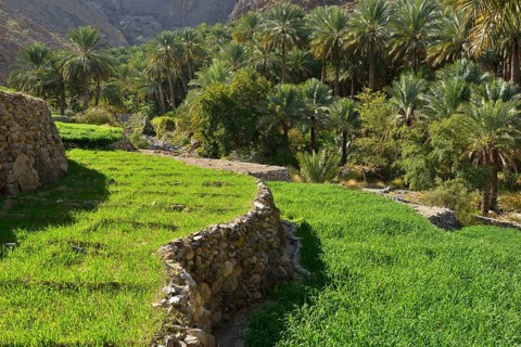Terraced fields