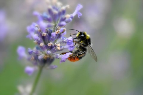 Early bumblebee