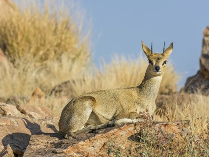 Klipspringer