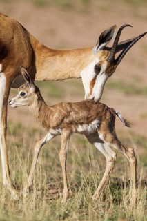 Springboks