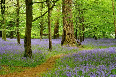 Blossoms of Common bluebell