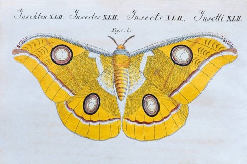 Yellow moth