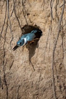 Ringed kingfisher