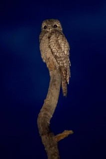 Great potoo