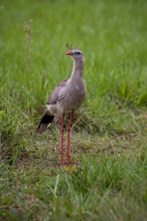 Red-legged seriema