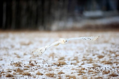 Snowy Owl