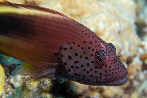 Black-sided hawkfish