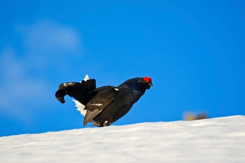 Black grouse