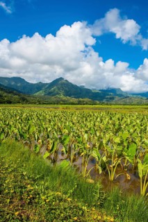Taro fields near Hanalei on the island of Kauai