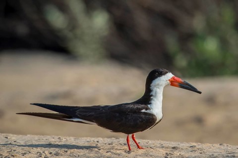Black Skimmer