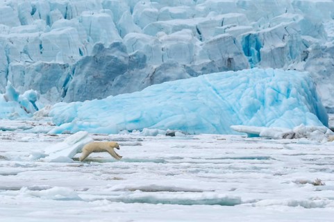 Female polar bear