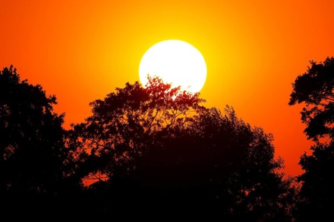 Sun behind trees