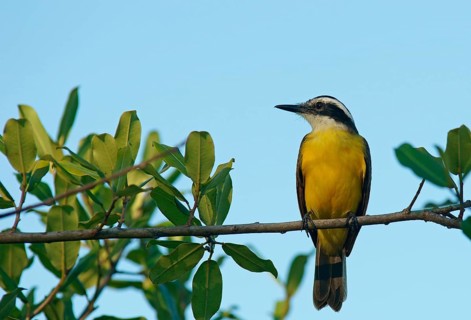 Lesser kiskadee