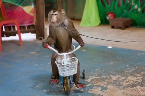 Northern pig-tailed macaque
