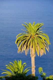 Canary Island date palm