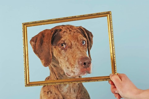 Catahoula Leopard Dog