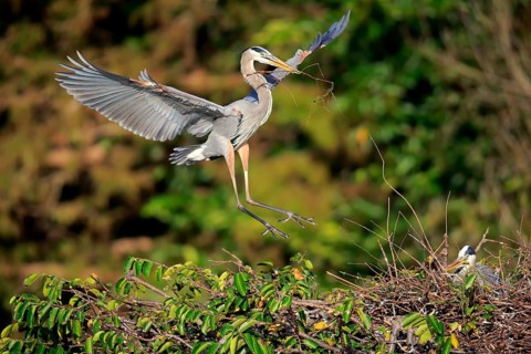 Great blue heron