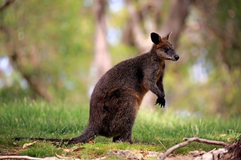 Swamp Wallaby