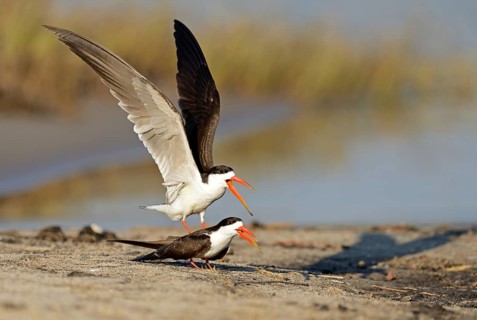 African skimmer