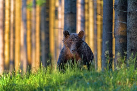 Brown bear