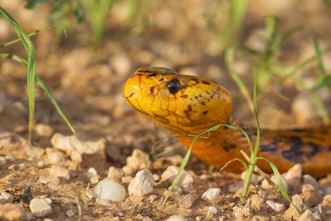 Cape Cobra