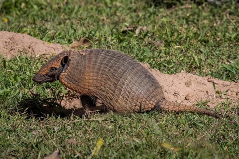 Big hairy armadillo