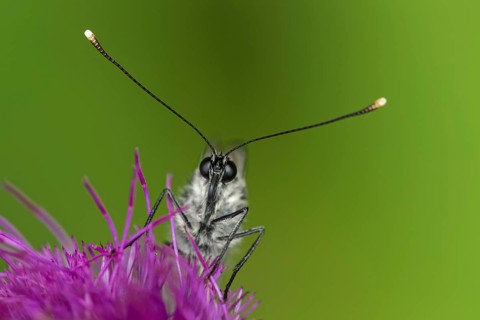 Black-veined white