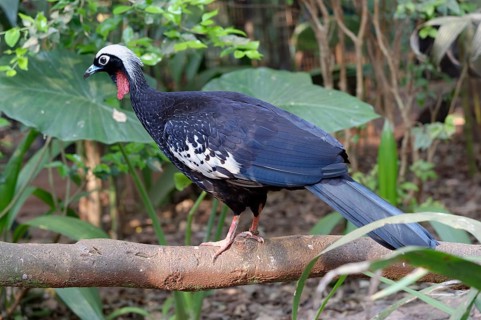 Black-Fronted Piping-Guan