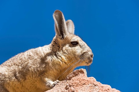 Southern Viscacha