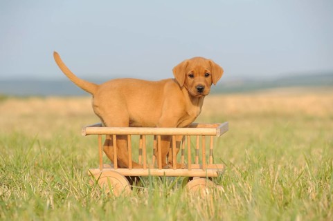 Labrador Retriever