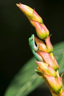 Small day gecko