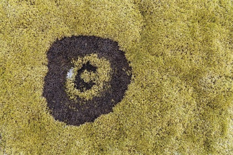 fairy ring in the moss