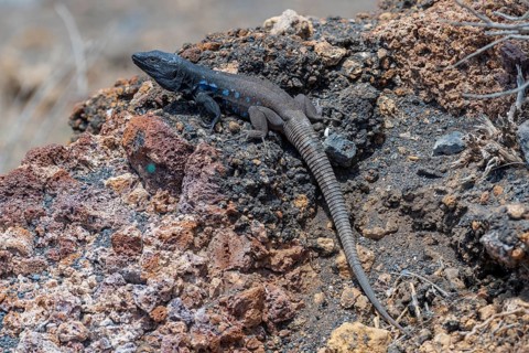 Southern Canary Lizard