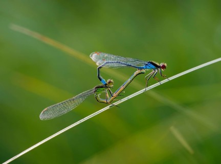 Red-eyed Damselfly