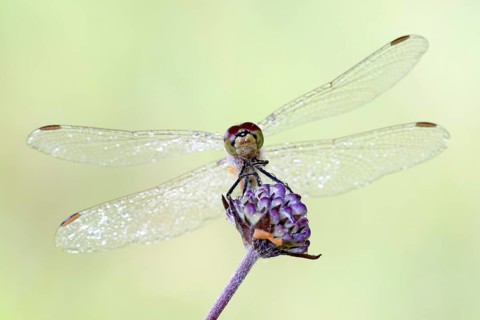 Ruddy darter