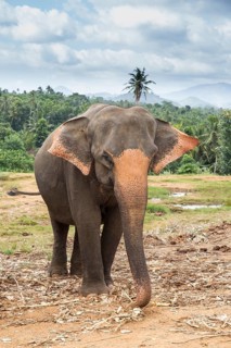 Asian elephant