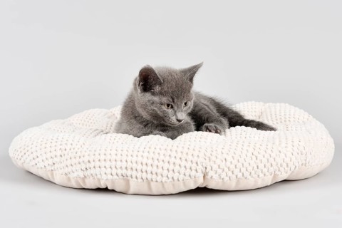 Purebred cat