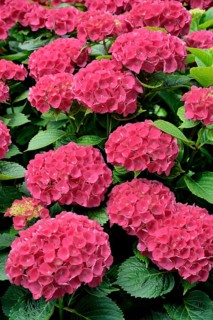 Hydrangea
