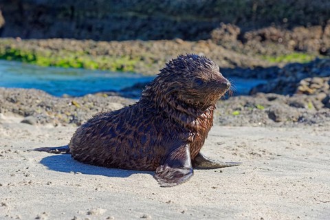 Young New Zealand Fur Seal