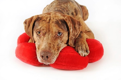 Catahoula Leopard Dog