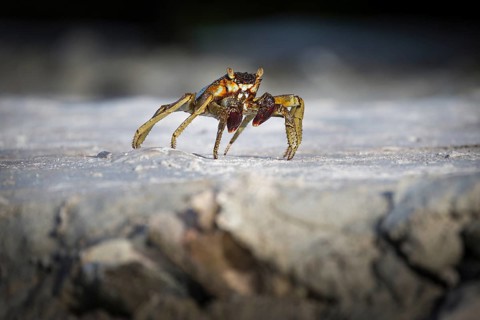 Shore crab