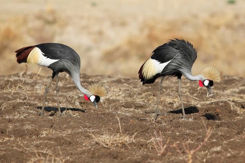 Two black crowned cranes